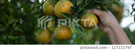 Business farm ripe orange concept farmer hand pick nature fruit citrus orchard mandarin tree growing organic lush leaves background green vibrant garden crop leaf laden branches plant close up growth 127221797