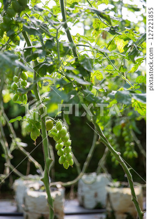 Smart farming techniques hydroponic salad vegetables technology tomato red green ensuring fresh sustainable produce agriculture promotes healthy eating support farmer living local community non gmo Smart farming techniques hydroponic salad vegetables technology tomato red green ensuring fresh sustainable produce agriculture promotes healthy eating support farmer living local community non gmo 127221855