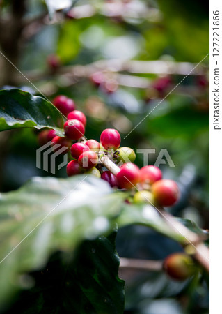 Farmer concept harvest ripe coffee seed robusta arabica berry close up fresh green leaf bean picking orange crop red yellow berries raw plant tree smart farm growth blur background eco organic garden Farmer concept harvest ripe coffee seed robusta arabica berry close up fresh green leaf bean picking orange crop red yellow berries raw plant tree smart farm growth blur background eco organic garden 127221866