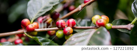 Farmer concept harvest ripe coffee seed robusta arabica berry close up fresh green leaf bean picking orange crop red yellow berries raw plant tree smart farm growth blur background eco organic garden 127221892