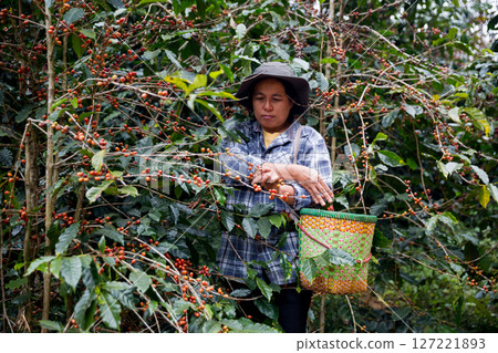 Farmer concept hand harvest ripe coffee seed robusta arabica berry close up fresh green leaf bean picking orange crop red yellow berries raw plant tree farm growth blur background eco organic garden 127221893