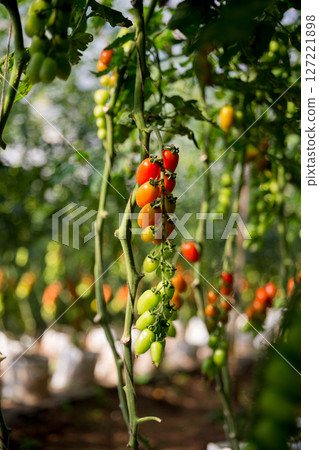Smart farming techniques hydroponic salad vegetables technology tomato red green ensuring fresh sustainable produce agriculture promotes healthy eating support farmer living local community non gmo 127221898