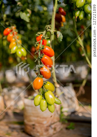 Smart farming techniques hydroponic salad vegetables technology tomato red green ensuring fresh sustainable produce agriculture promotes healthy eating support farmer living local community non gmo Smart farming techniques hydroponic salad vegetables technology tomato red green ensuring fresh sustainable produce agriculture promotes healthy eating support farmer living local community non gmo 127221899