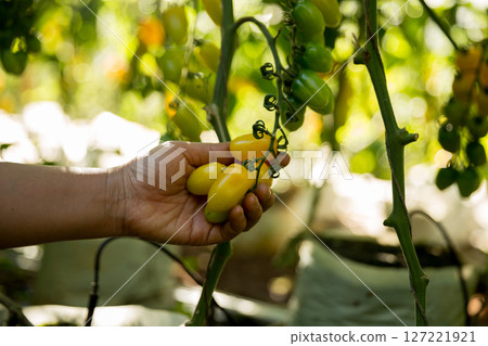 Smart farming techniques hydroponic salad vegetables business farm technology ensuring fresh sustainable produce farmer hand pick non gmo tomato red yellow green agriculture promotes support living 127221921