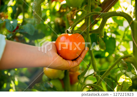 Smart farming techniques hydroponic salad vegetables business farm technology ensuring fresh sustainable produce farmer hand pick non gmo tomato red yellow green agriculture promotes support living Smart farming techniques hydroponic salad vegetables business farm technology ensuring fresh sustainable produce farmer hand pick non gmo tomato red yellow green agriculture promotes support living 127221923