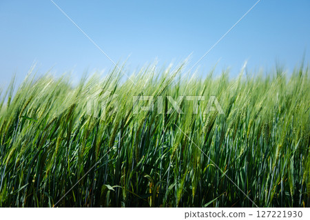 wheat farmer harvest business concept farming agronomist analyzing data barley examines food field summer cereal agriculture Smart farm modern management growth control organic summer background blur wheat farmer harvest business concept farming agronomist analyzing data barley examines food field summer cereal agriculture Smart farm modern management growth control organic summer background blur 127221930