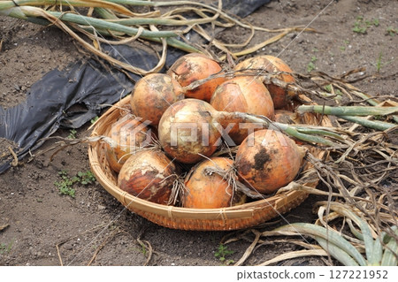 Harvested onion 127221952