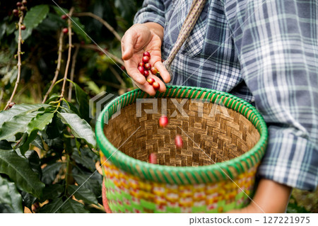 Farmer concept hand harvest ripe coffee seed robusta arabica berry close up fresh green leaf bean picking orange crop red yellow berries raw plant tree farm growth blur background eco organic garden 127221975