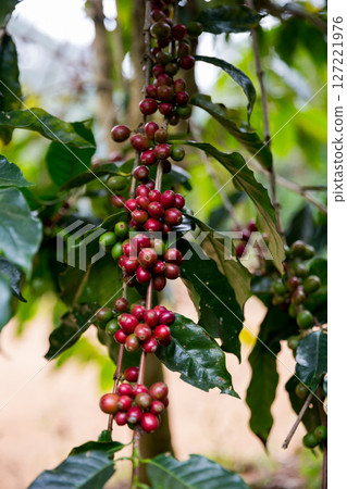 Farmer concept harvest ripe coffee seed robusta arabica berry close up fresh green leaf bean picking orange crop red yellow berries raw plant tree smart farm growth blur background eco organic garden 127221976