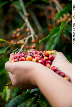 Farmer concept hand harvest ripe coffee seed robusta arabica berry close up fresh green leaf bean picking orange crop red yellow berries raw plant tree farm growth blur background eco organic garden 127221980
