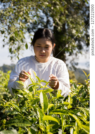 Business concept centers around fresh green tea reap background leaves organic farm with banner lush garden healthy plant tree leaves eco herbal farmer blur leaf plantation Freshness herbal natural 127222000