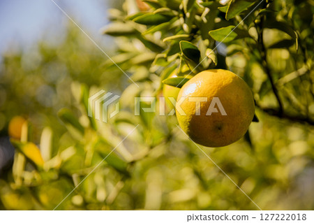 Business farm orange concept nature fruit citrus orchard mandarin tree growing, vibrant organic lush leaves background farmer green garden crop leaf ripe laden branches plant close up farming growth. Business farm orange concept nature fruit citrus orchard mandarin tree growing, vibrant organic lush leaves background farmer green garden crop leaf ripe laden branches plant close up farming growth. 127222018