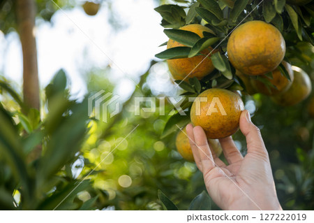 Business farm ripe orange concept farmer hand pick nature fruit citrus orchard mandarin tree growing organic lush leaves background green vibrant garden crop leaf laden branches plant close up growth Business farm ripe orange concept farmer hand pick nature fruit citrus orchard mandarin tree growing organic lush leaves background green vibrant garden crop leaf laden branches plant close up growth 127222019
