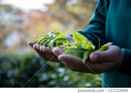 Business concept centers around fresh green tea reap background leaves organic farm with banner lush garden healthy plant tree leaves eco herbal farmer blur leaf plantation Freshness herbal natural 127222098