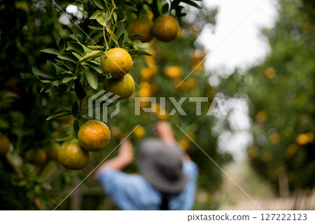 Business farm ripe orange concept farmer hand pick nature fruit citrus orchard mandarin tree growing organic lush leaves background green vibrant garden crop leaf laden branches plant close up growth 127222123
