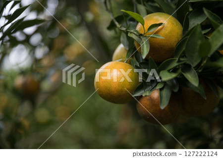 Business farm orange concept nature fruit citrus orchard mandarin tree growing, vibrant organic lush leaves background farmer green garden crop leaf ripe laden branches plant close up farming growth. 127222124