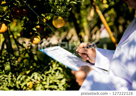 Business farm ripe orange concept farmer hand pick nature fruit citrus orchard mandarin tree growing organic lush leaves background green vibrant garden crop leaf laden branches plant close up growth 127222128