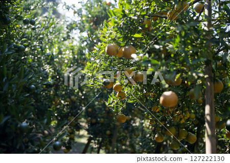 Business farm orange concept nature fruit citrus orchard mandarin tree growing, vibrant organic lush leaves background farmer green garden crop leaf ripe laden branches plant close up farming growth. Business farm orange concept nature fruit citrus orchard mandarin tree growing, vibrant organic lush leaves background farmer green garden crop leaf ripe laden branches plant close up farming growth. 127222130