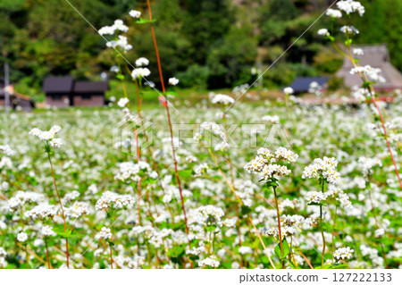 Soba flower 127222133