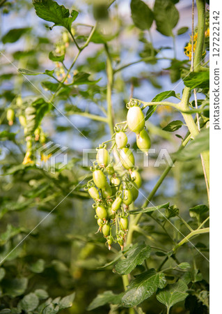 Smart farming techniques hydroponic salad vegetables technology tomato red green ensuring fresh sustainable produce agriculture promotes healthy eating support farmer living local community non gmo 127222142