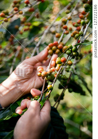 Farmer concept hand harvest ripe coffee seed robusta arabica berry close up fresh green leaf bean picking orange crop red yellow berries raw plant tree farm growth blur background eco organic garden 127222166
