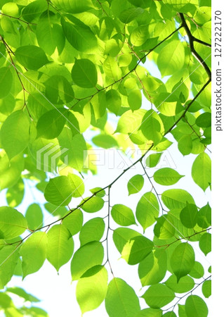 Colorful green leaves [White background] [Sky background] 127222170
