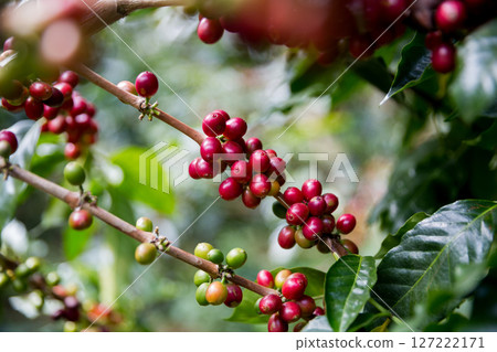 Farmer concept harvest ripe coffee seed robusta arabica berry close up fresh green leaf bean picking orange crop red yellow berries raw plant tree smart farm growth blur background eco organic garden Farmer concept harvest ripe coffee seed robusta arabica berry close up fresh green leaf bean picking orange crop red yellow berries raw plant tree smart farm growth blur background eco organic garden 127222171