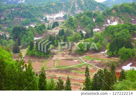 積雪未化，山毛櫸林靜待春天 127222214