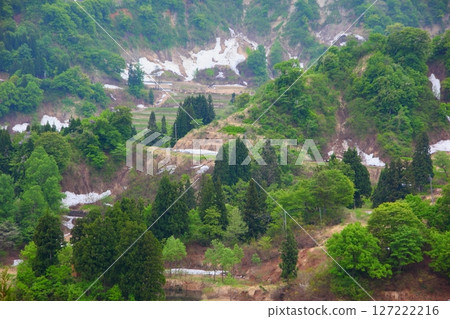 積雪未化，山毛櫸林靜待春天 127222216