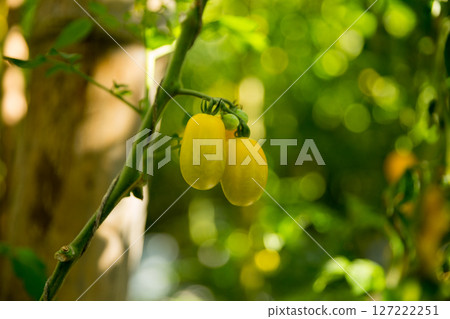 Smart farming techniques hydroponic salad vegetables technology tomato red green ensuring fresh sustainable produce agriculture promotes healthy eating support farmer living local community non gmo Smart farming techniques hydroponic salad vegetables technology tomato red green ensuring fresh sustainable produce agriculture promotes healthy eating support farmer living local community non gmo 127222251