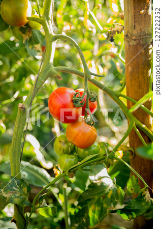 Smart farming techniques hydroponic salad vegetables technology tomato red green ensuring fresh sustainable produce agriculture promotes healthy eating support farmer living local community non gmo 127222252