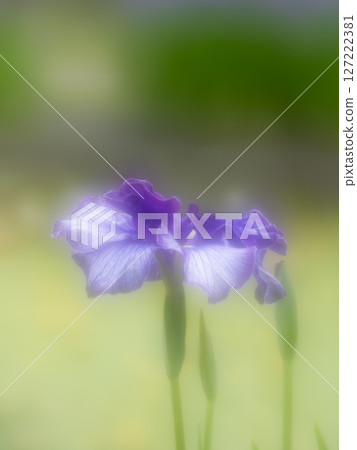Beautiful irises, soft focus 127222381