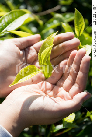 Business concept centers around fresh green tea reap background leaves organic farm with banner lush garden healthy plant tree leaves eco herbal farmer blur leaf plantation Freshness herbal natural 127222484