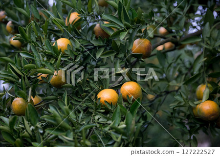 Business farm orange concept nature fruit citrus orchard mandarin tree growing, vibrant organic lush leaves background farmer green garden crop leaf ripe laden branches plant close up farming growth. Business farm orange concept nature fruit citrus orchard mandarin tree growing, vibrant organic lush leaves background farmer green garden crop leaf ripe laden branches plant close up farming growth. 127222527