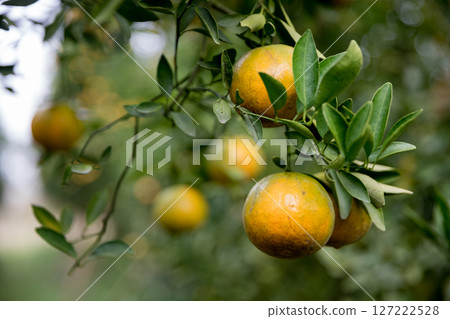 Business farm orange concept nature fruit citrus orchard mandarin tree growing, vibrant organic lush leaves background farmer green garden crop leaf ripe laden branches plant close up farming growth. 127222528