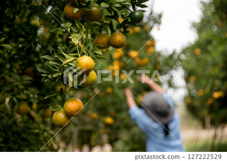 Business farm ripe orange concept farmer hand pick nature fruit citrus orchard mandarin tree growing organic lush leaves background green vibrant garden crop leaf laden branches plant close up growth Business farm ripe orange concept farmer hand pick nature fruit citrus orchard mandarin tree growing organic lush leaves background green vibrant garden crop leaf laden branches plant close up growth 127222529