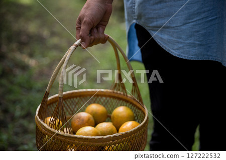 Business farm ripe orange concept farmer hand pick nature fruit citrus orchard mandarin tree growing organic lush leaves background green vibrant garden crop leaf laden branches plant close up growth Business farm ripe orange concept farmer hand pick nature fruit citrus orchard mandarin tree growing organic lush leaves background green vibrant garden crop leaf laden branches plant close up growth 127222532