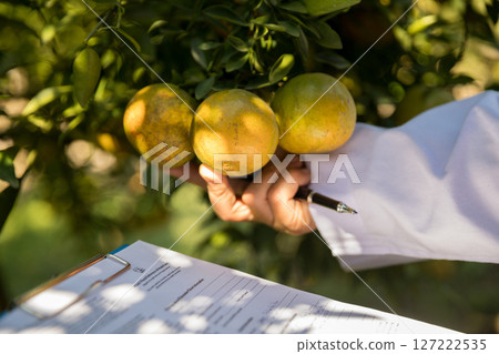 Business farm ripe orange concept farmer hand pick nature fruit citrus orchard mandarin tree growing organic lush leaves background green vibrant garden crop leaf laden branches plant close up growth Business farm ripe orange concept farmer hand pick nature fruit citrus orchard mandarin tree growing organic lush leaves background green vibrant garden crop leaf laden branches plant close up growth 127222535