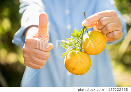 Business farm ripe orange concept farmer hand pick nature fruit citrus orchard mandarin tree growing organic lush leaves background green vibrant garden crop leaf laden branches plant close up growth 127222568