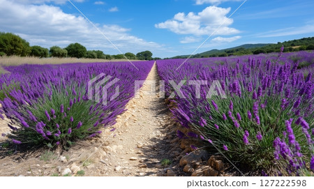 Expansive lavender fields bloom under a bright blue sky showcasing vibrant colors and natural beauty in the countryside 127222598
