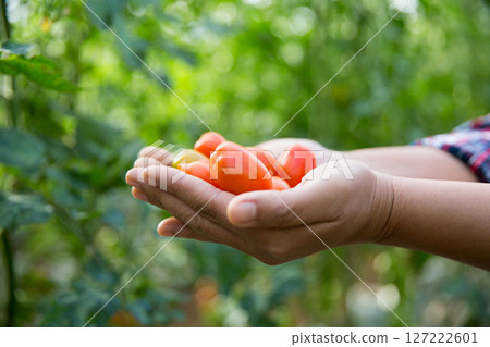 Smart farming techniques hydroponic salad vegetables technology tomato red green ensuring fresh sustainable produce agriculture promotes healthy eating support farmer living local community non gmo Smart farming techniques hydroponic salad vegetables technology tomato red green ensuring fresh sustainable produce agriculture promotes healthy eating support farmer living local community non gmo 127222601