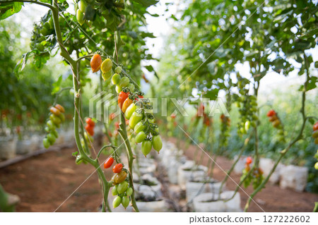 Smart farming techniques hydroponic salad vegetables technology tomato red green ensuring fresh sustainable produce agriculture promotes healthy eating support farmer living local community non gmo 127222602