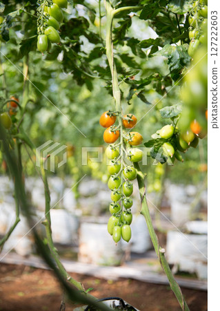Smart farming techniques hydroponic salad vegetables technology tomato red green ensuring fresh sustainable produce agriculture promotes healthy eating support farmer living local community non gmo 127222603