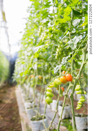 Smart farming techniques hydroponic salad vegetables technology tomato red green ensuring fresh sustainable produce agriculture promotes healthy eating support farmer living local community non gmo Smart farming techniques hydroponic salad vegetables technology tomato red green ensuring fresh sustainable produce agriculture promotes healthy eating support farmer living local community non gmo 127222604