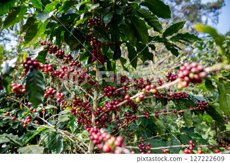 Farmer concept harvest ripe coffee seed robusta arabica berry close up fresh green leaf bean picking orange crop red yellow berries raw plant tree smart farm growth blur background eco organic garden 127222609