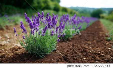 Lavender flowers bloom in a scenic field during a sunny afternoon in the countryside 127222611