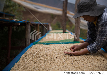 Farmer concept hand harvest ripe coffee seed robusta arabica berry close up fresh green leaf bean picking orange crop red yellow berries raw plant tree farm growth blur background eco organic garden 127222635