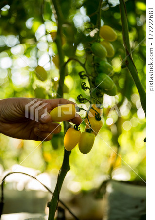 Smart farming techniques hydroponic salad vegetables business farm technology ensuring fresh sustainable produce farmer hand pick non gmo tomato red yellow green agriculture promotes support living Smart farming techniques hydroponic salad vegetables business farm technology ensuring fresh sustainable produce farmer hand pick non gmo tomato red yellow green agriculture promotes support living 127222681