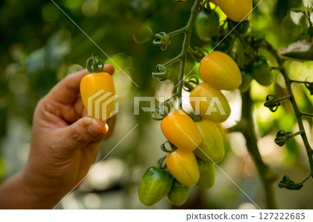 Smart farming techniques hydroponic salad vegetables business farm technology ensuring fresh sustainable produce farmer hand pick non gmo tomato red yellow green agriculture promotes support living 127222685