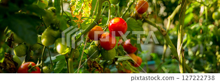 Smart farming techniques hydroponic salad vegetables technology tomato red green ensuring fresh sustainable produce agriculture promotes healthy eating support farmer living local community non gmo Smart farming techniques hydroponic salad vegetables technology tomato red green ensuring fresh sustainable produce agriculture promotes healthy eating support farmer living local community non gmo 127222738